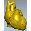 3D модель анатомического сердца в формате STL для ЧПУ