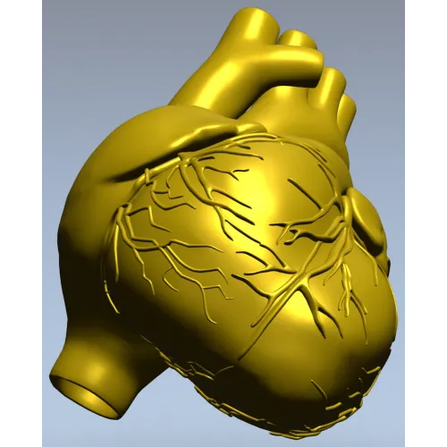 3D модель анатомического сердца в формате STL для ЧПУ