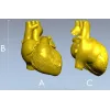 3D модель анатомического сердца в формате STL для ЧПУ