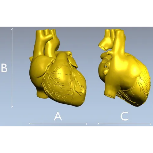 3D модель анатомического сердца в формате STL для ЧПУ