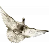 Soaring Dove Relief - 3D STL model for CNC milling