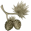Pine Sprig with Cones - Detailed STL 3D Model for CNC