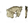 Horse head relief STL - high-detail 3D model for CNC carving