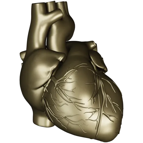 3D модель анатомического сердца в формате STL для ЧПУ