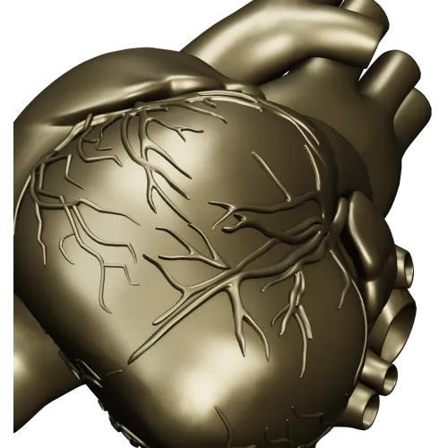 3D модель анатомического сердца в формате STL для ЧПУ