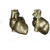 3D модель анатомического сердца в формате STL для ЧПУ